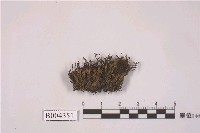 藏品(南亞紫葉蘚)的圖片